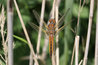 Libellula fulva