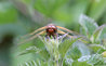 Libellula fulva