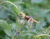 Libellula fulva