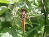 Libellula fulva