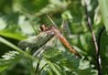 Libellula fulva