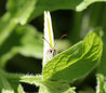 Gonepteryx rhamni