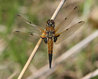 Libellula quadrimaculata