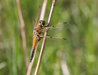 Libellula quadrimaculata