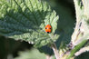 Adalia bipunctata