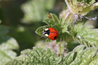 Adalia bipunctata