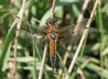Libellula quadrimaculata