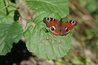 Inachis io
