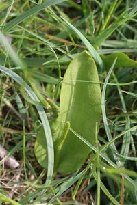 Ophioglossum vulgatum