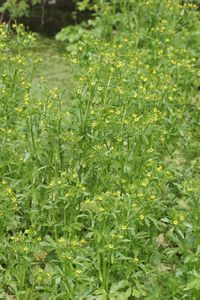 Ranunculus sceleratus