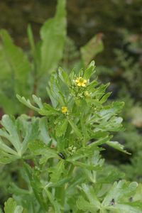Ranunculus sceleratus