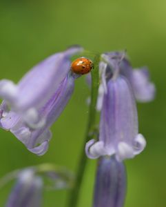Ten-Spot Ladybird on Bluebells