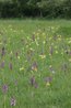 Orchis morio