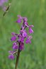 Orchis morio