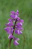 Orchis morio