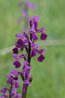 Orchis morio