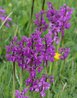 Orchis morio