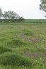 Orchis morio