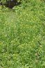 Ranunculus sceleratus