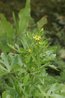 Ranunculus sceleratus