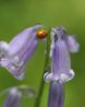 Ten-Spot Ladybird on Bluebells