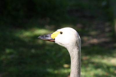 Cygnus bewickii