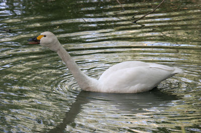 Cygnus bewickii