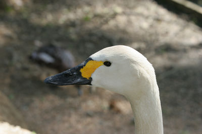 Cygnus bewickii