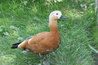 Tadorna ferruginea