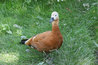 Tadorna ferruginea