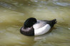 Aythya marila