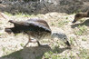 Sarkidiornis melanotos sylvicola