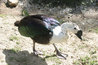 Sarkidiornis melanotos sylvicola