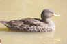 Anas undulata