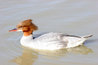 Mergus merganser