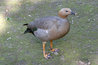 Chloephaga rubidiceps