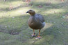 Chloephaga rubidiceps