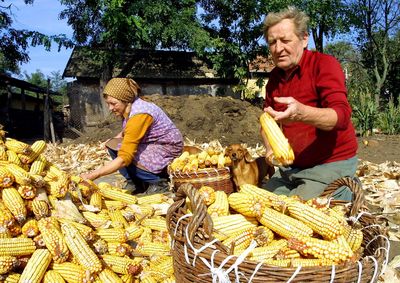 Maize Harvest