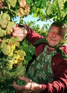 Grape Harvest