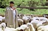 Shepherd and his sheep