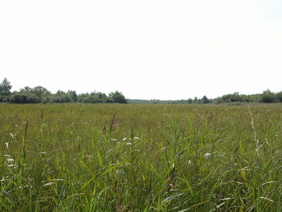 View across the reed beds