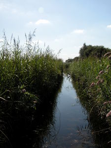 Wicken Fen