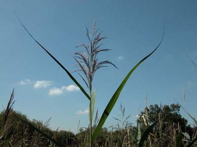 Reed