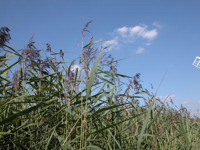 Reed Beds