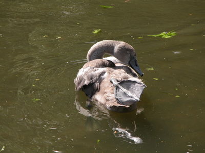 The Sleepy Signet