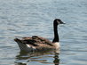 Canadian Goose on the river Ouse