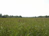 View across the reed beds