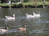 Geese on the river Ouse