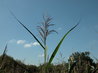 Reed