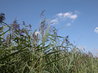 Reed Beds